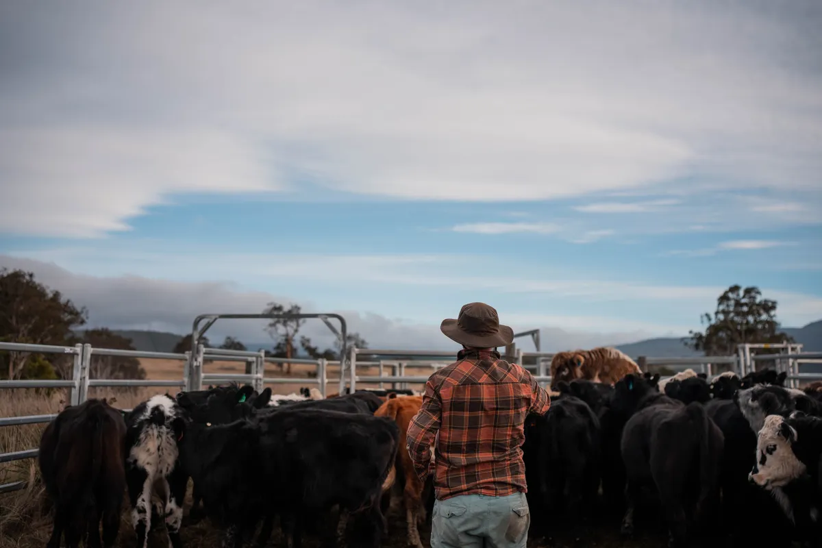 Farmer checking a mob of cattle in steel yards
