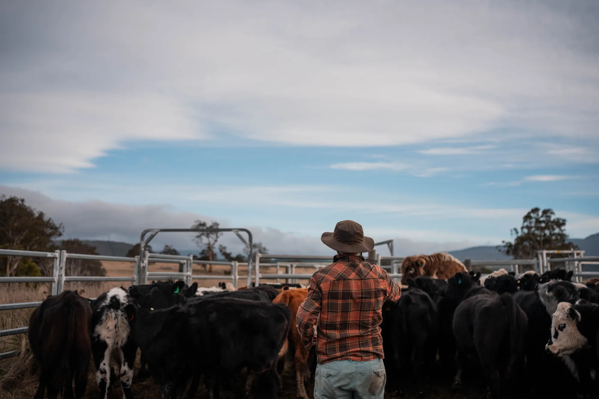 Farmer checking a mob of cattle in steel yards