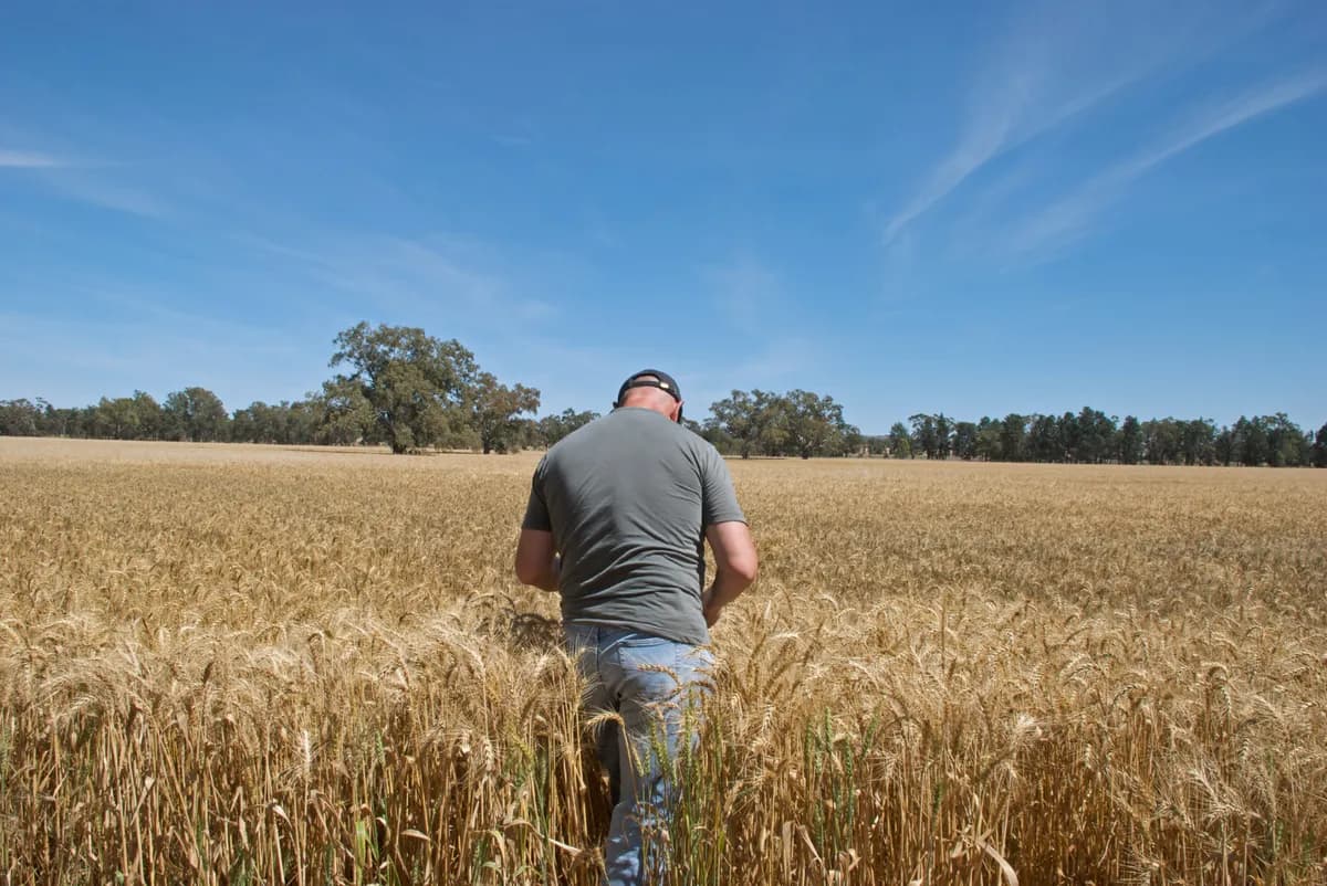 Farmer walking into a ripening wheat crop to check it