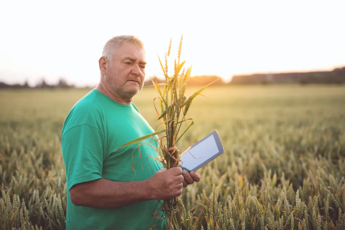 Farmer checking a wheat crop with a tablet