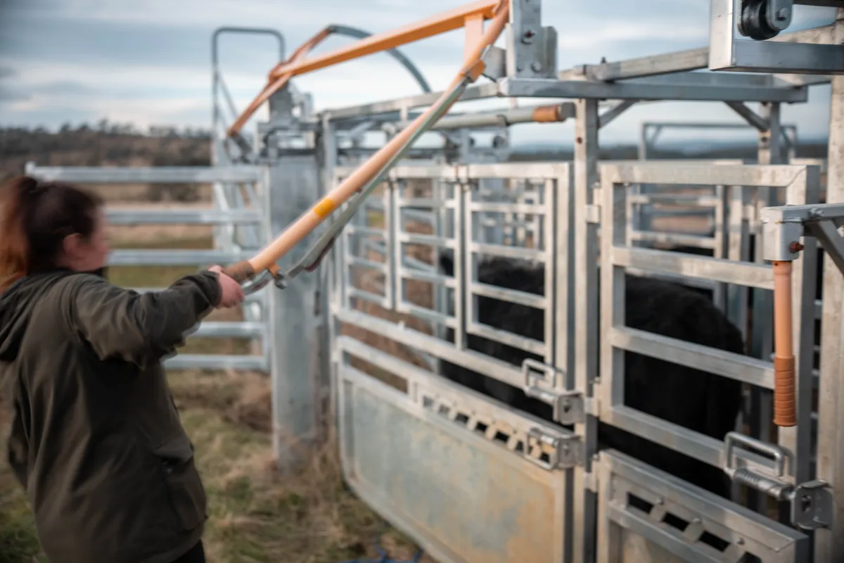 Farmer working a herd of beef cattle in the stock yards