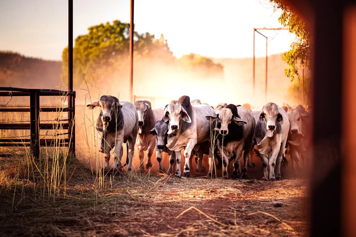 Cattle moving through dusty yards at sunrise