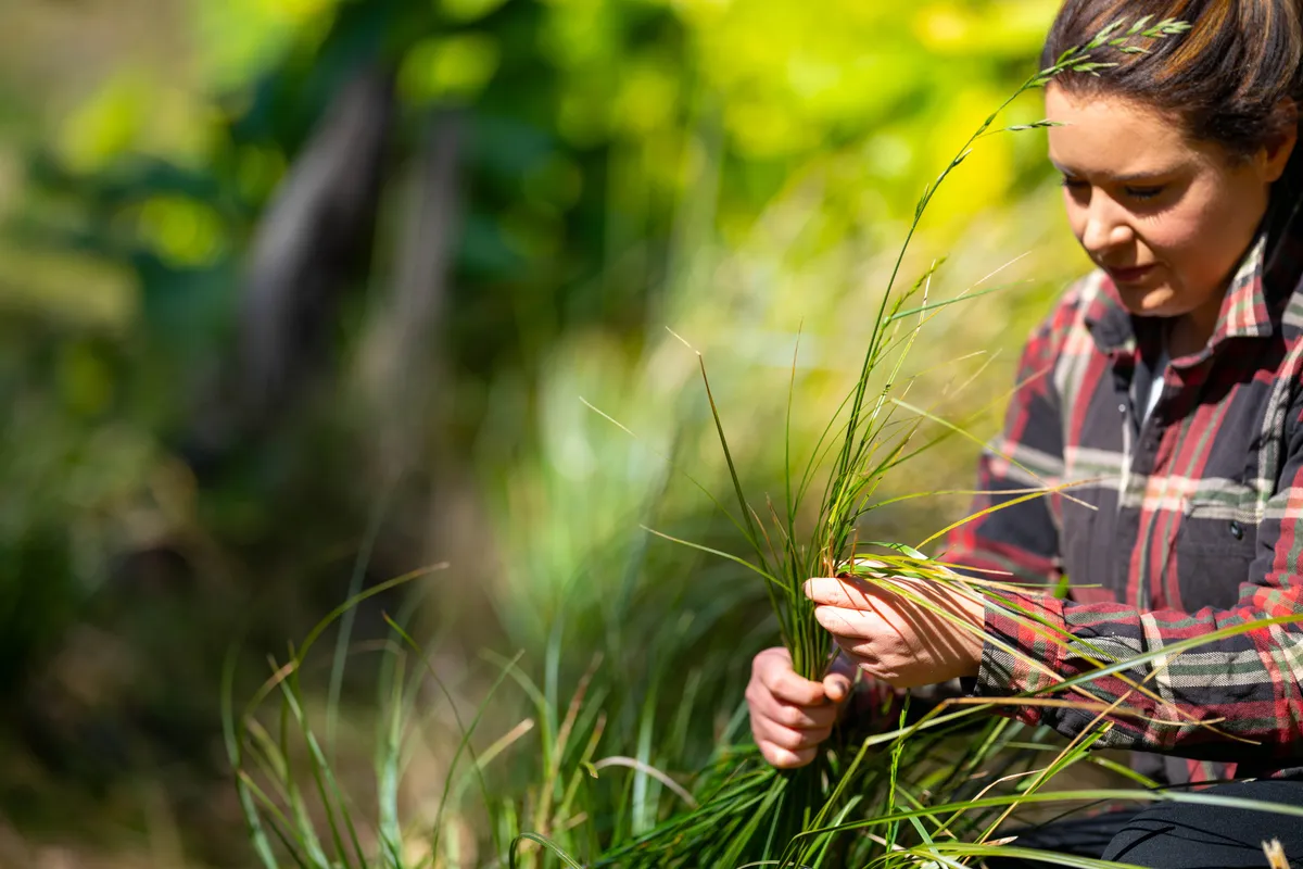 Farmer checking pasture grass by hand
