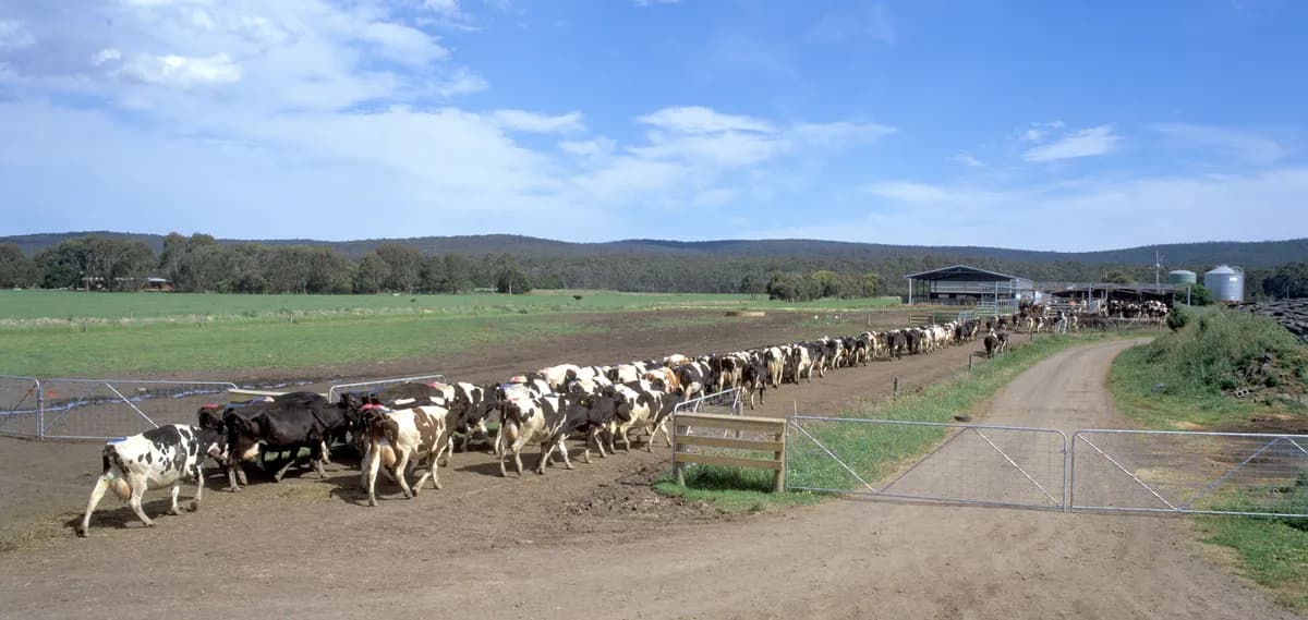 Dairy herd walking a laneway to the milking shed