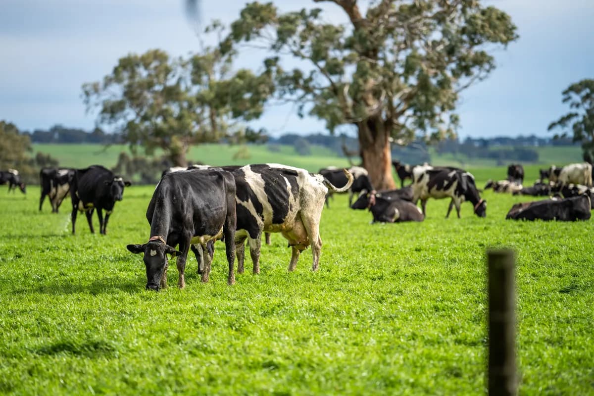 Dairy cows grazing green pasture under gum trees