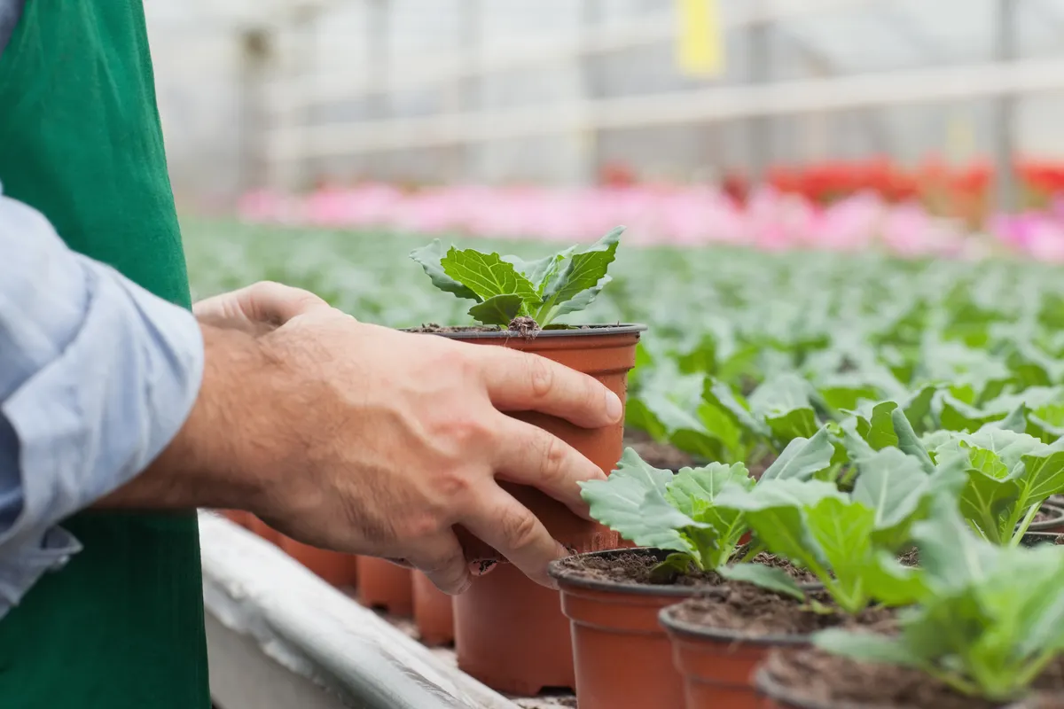 Hands handling potted seedlings in a greenhouse