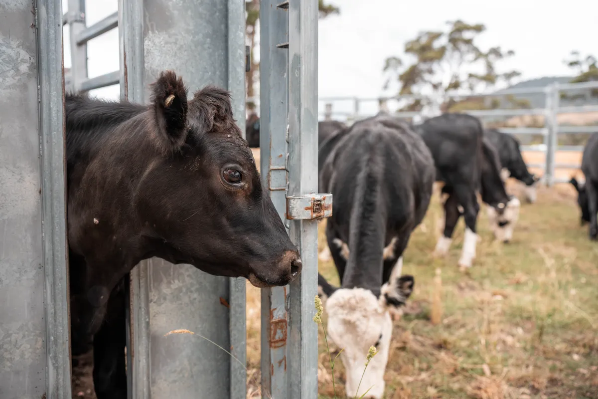 Angus cattle lined up in a steel race at the stockyards