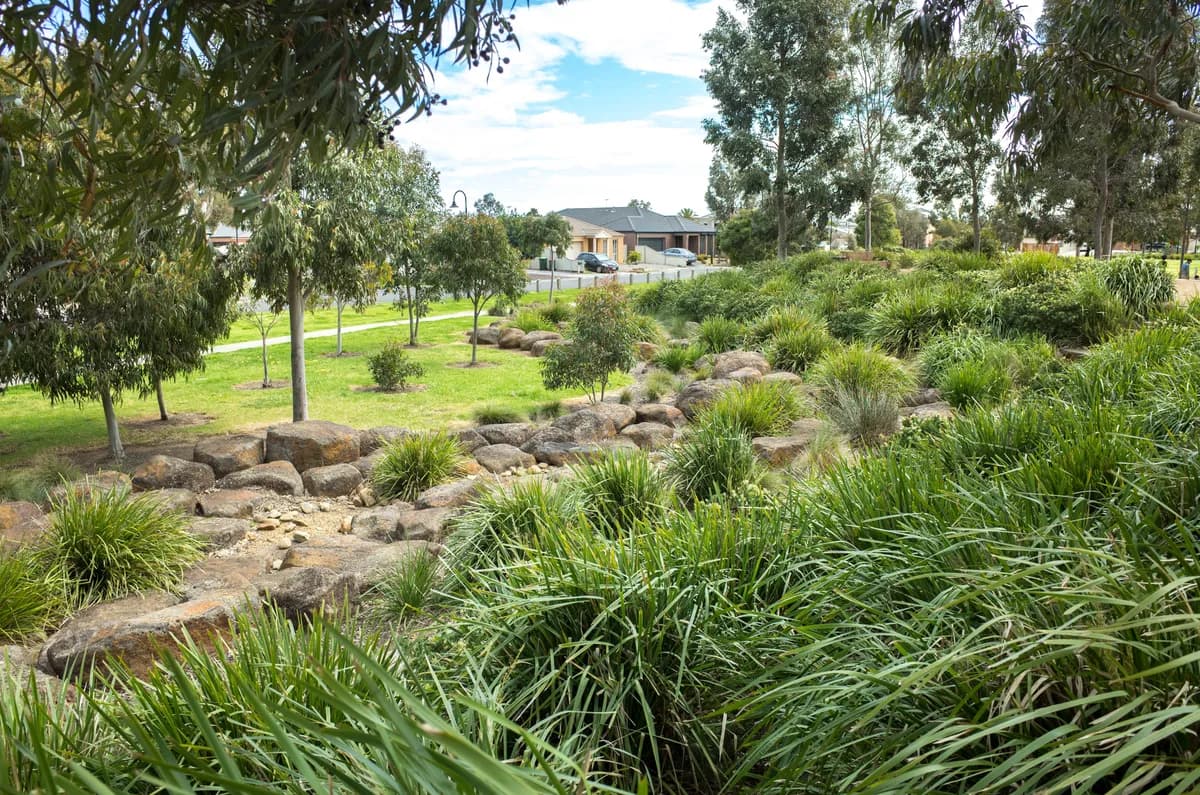 Landscaped park with gum trees, rocks and native planting