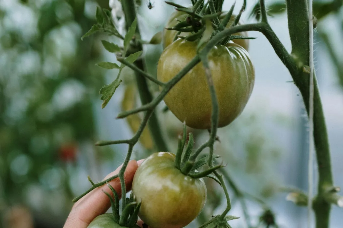 Hand checking ripening tomatoes on the vine