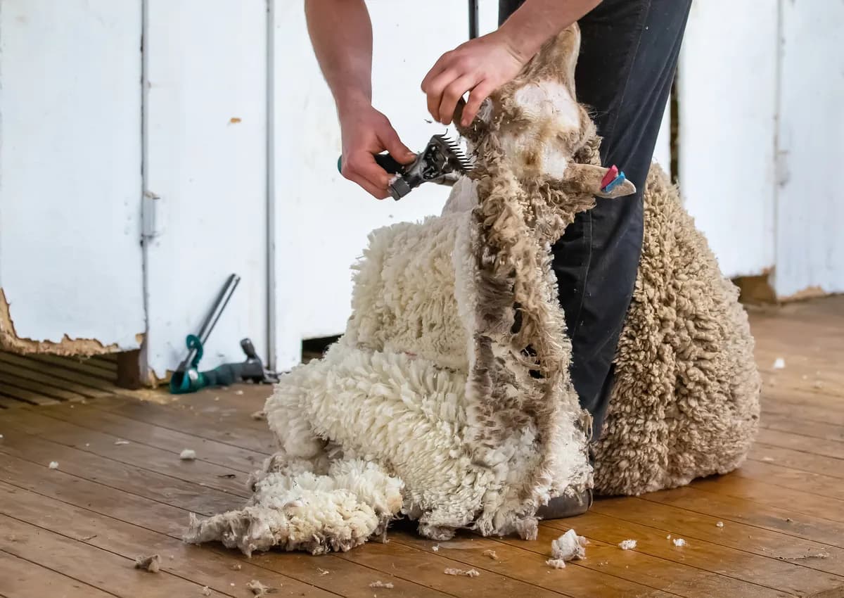 Shearer shearing a sheep on the board