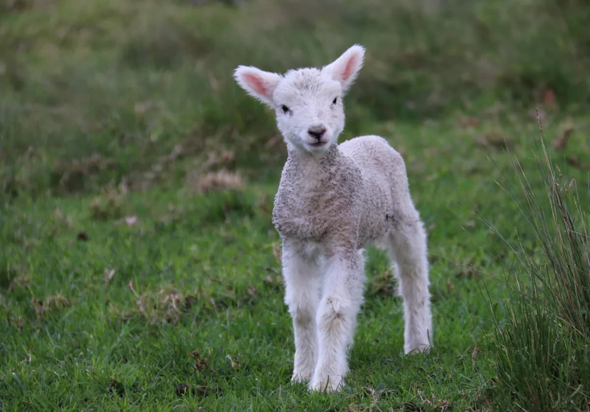Young lamb standing in a green paddock