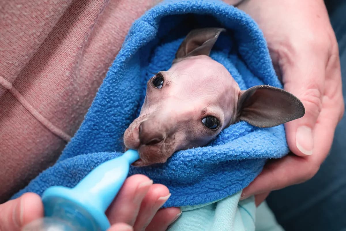 Wildlife carer bottle-feeding an orphaned kangaroo joey wrapped in a towel