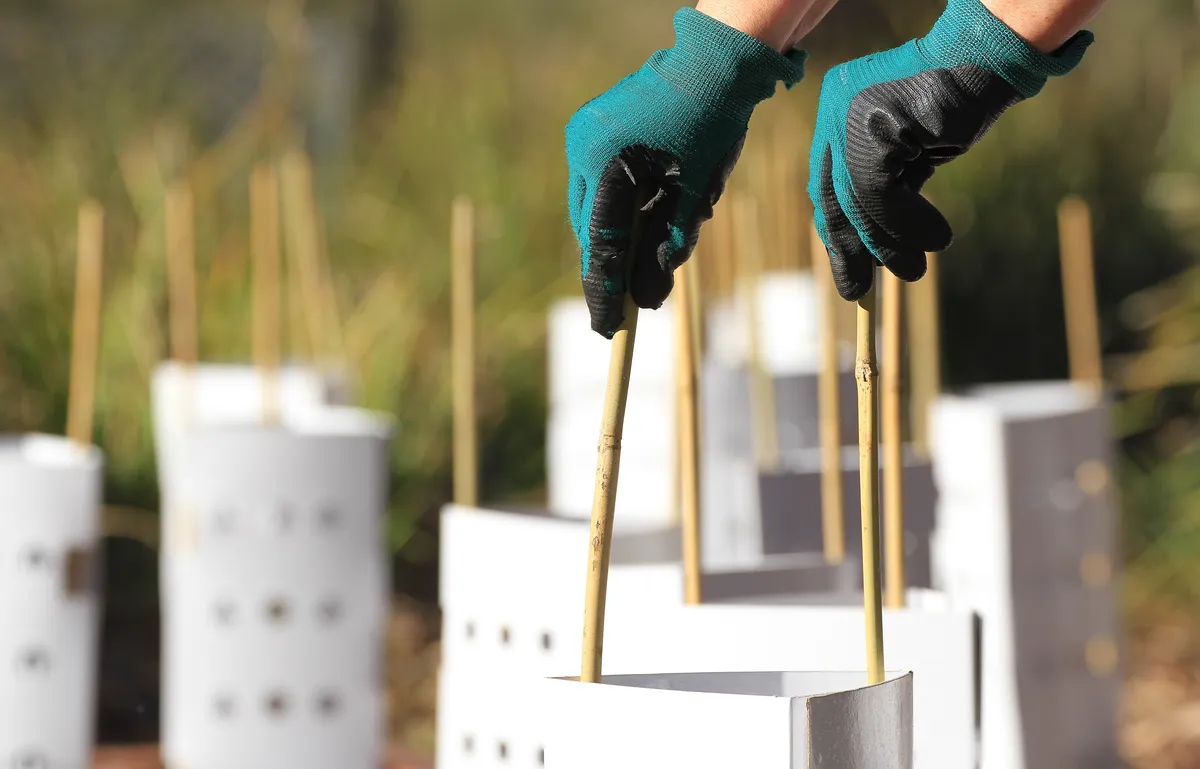 Gloved hands setting stakes for tree guards on a revegetation site