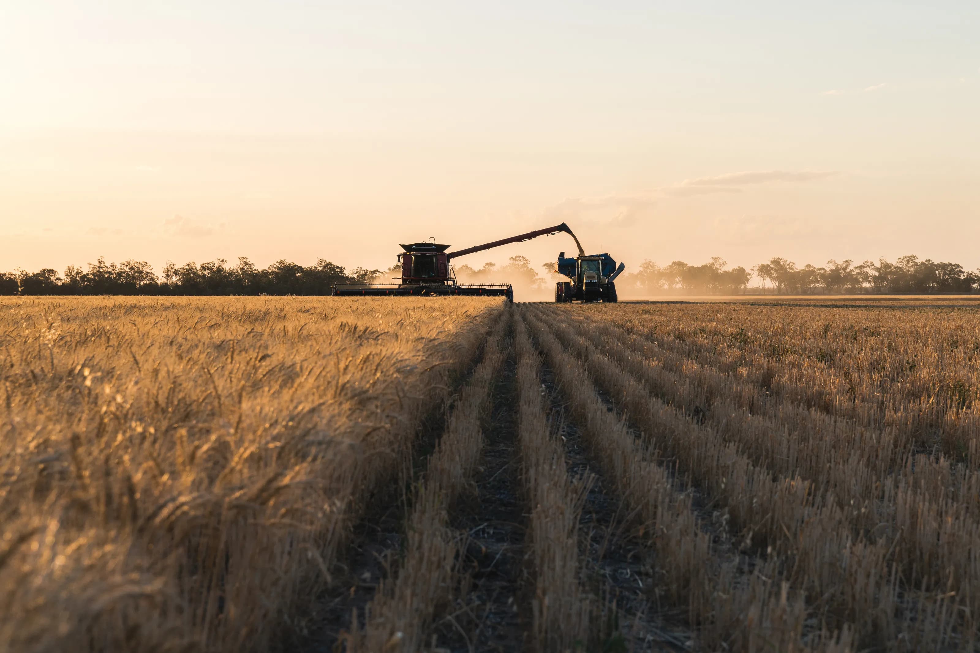 Header unloading wheat into a chaser bin at dusk on an Australian grain farm