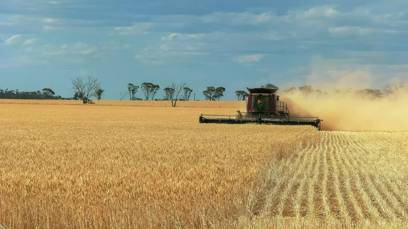 Header harvesting a wheat crop in Western Australia