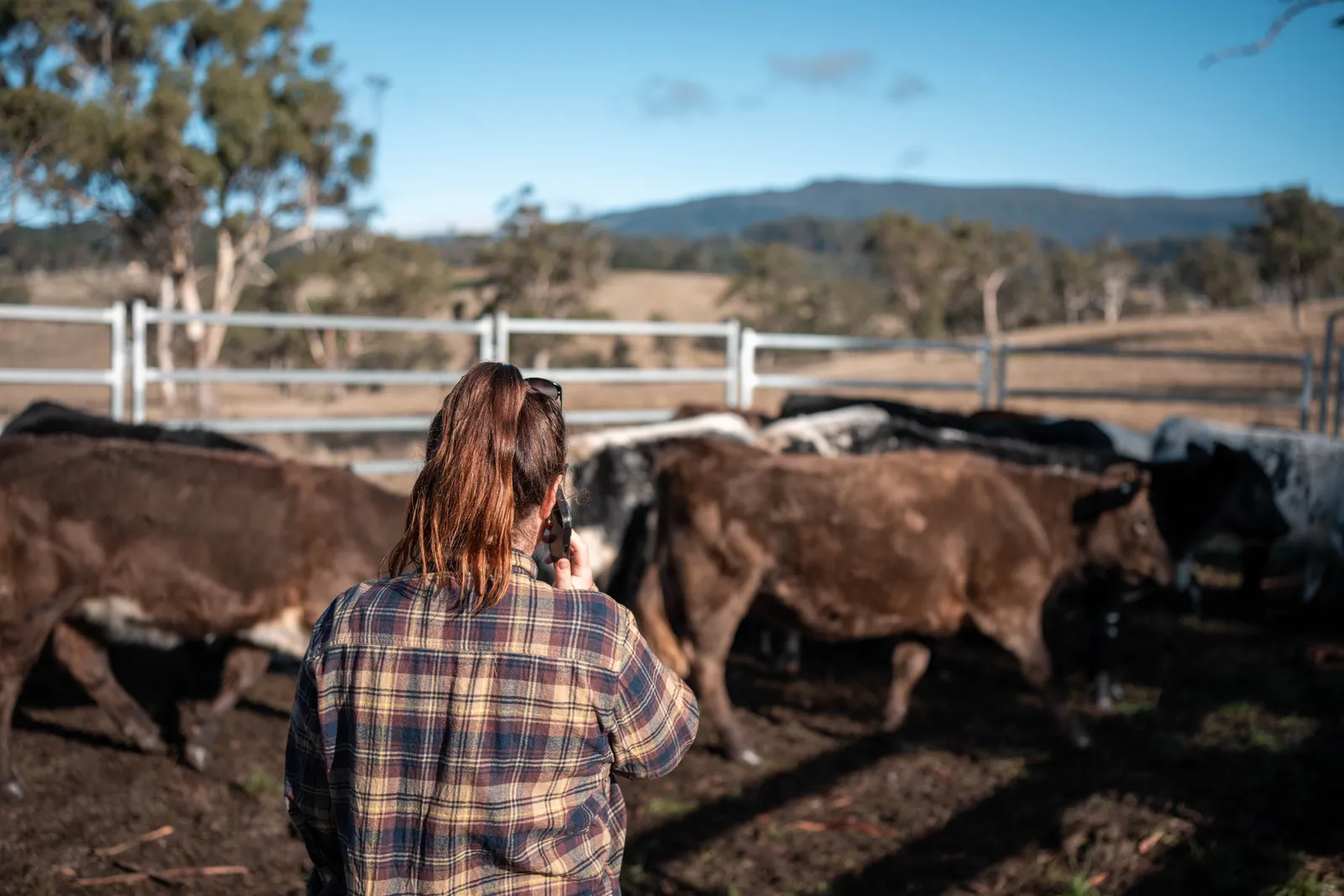 Farmer working cattle in timber stock yards