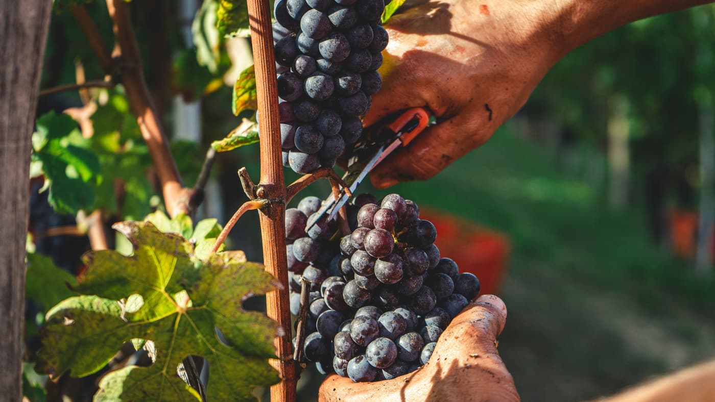 Hands cutting a bunch of red wine grapes from the vine at harvest