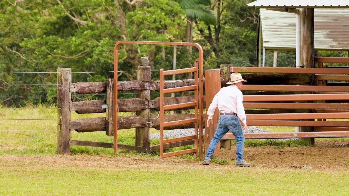 Farmer walking through the timber gates of a Queensland cattle stockyard
