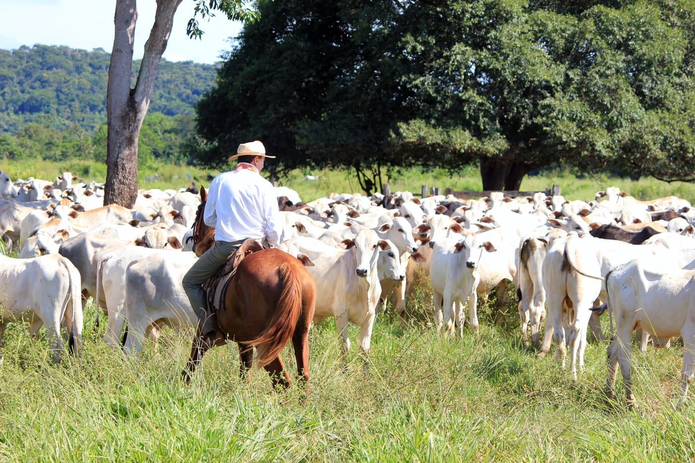 Stockman on horseback mustering a mob of sheep through a grassy paddock