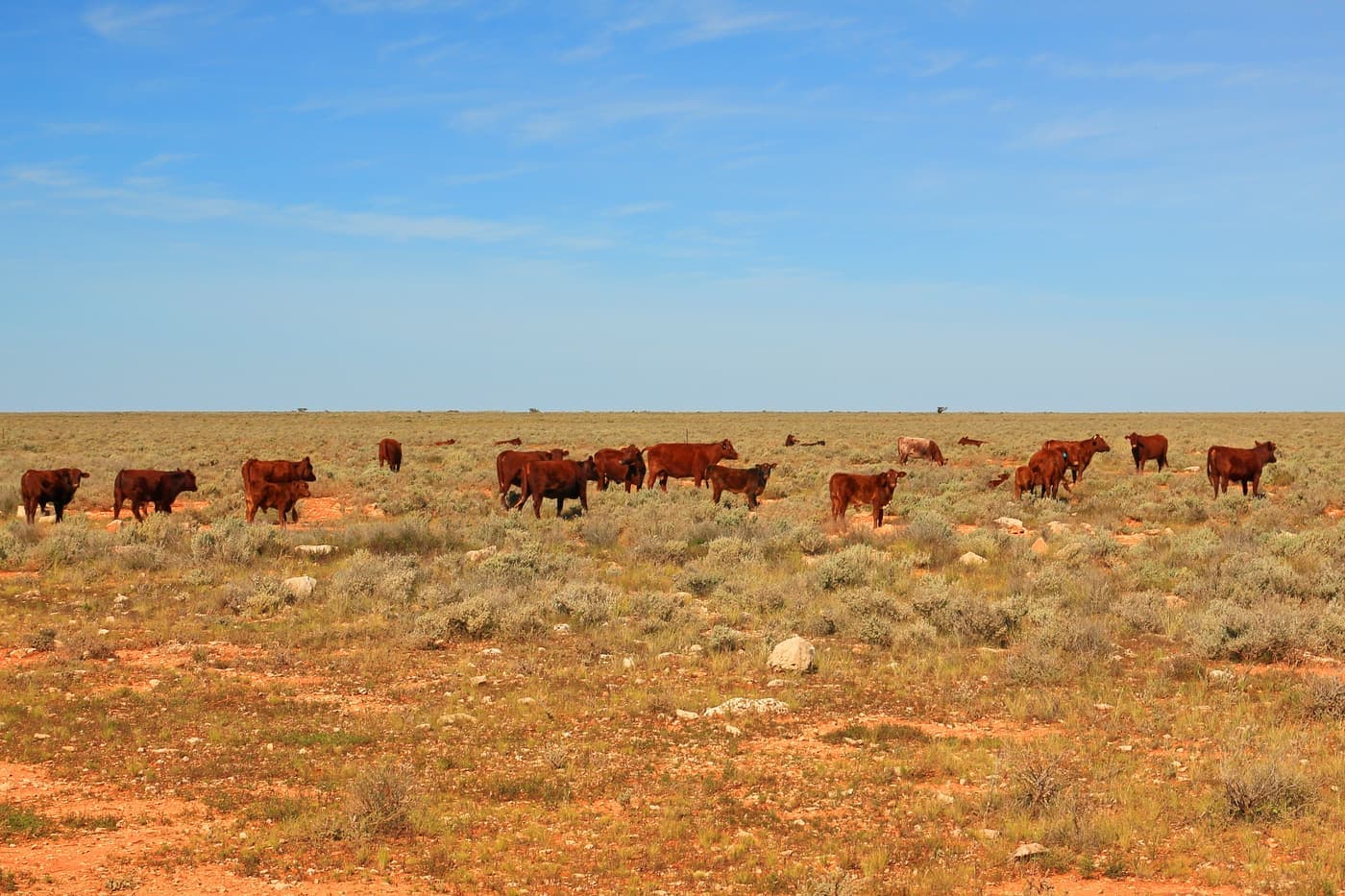 Cattle grazing across red dirt country in remote northern Australia