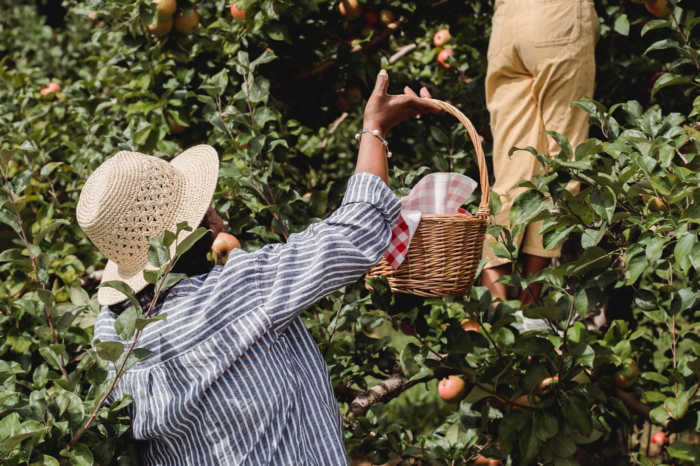 Grower in a sun hat picking fruit into a basket in an orchard
