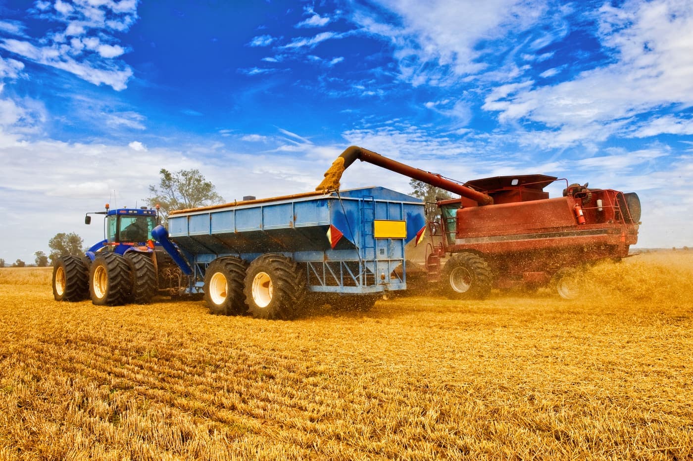 Header unloading freshly harvested wheat into a chaser bin under a blue sky