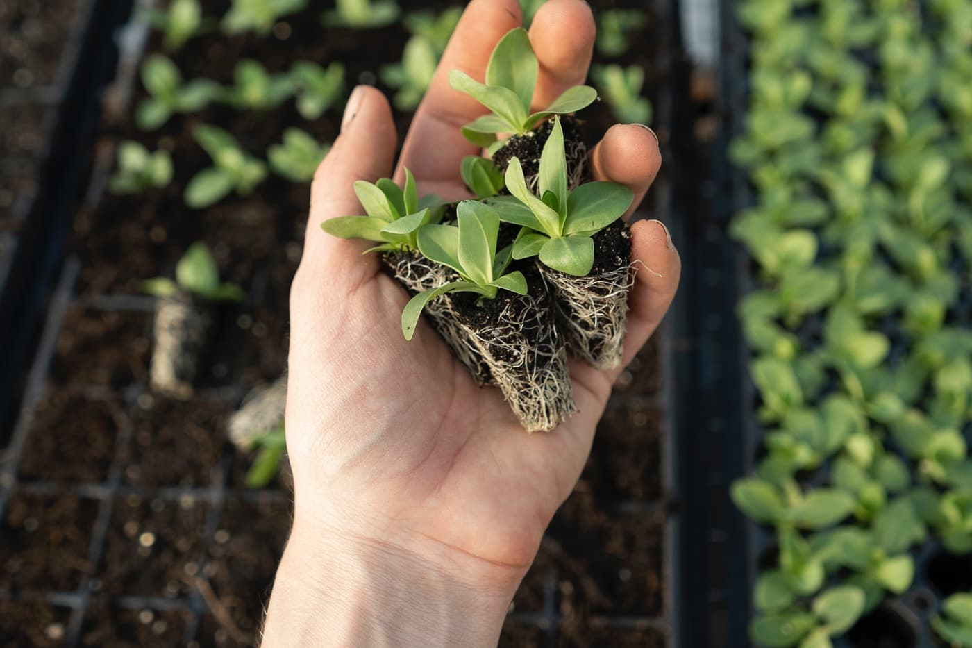 Hand lifting young seedlings from a nursery tray