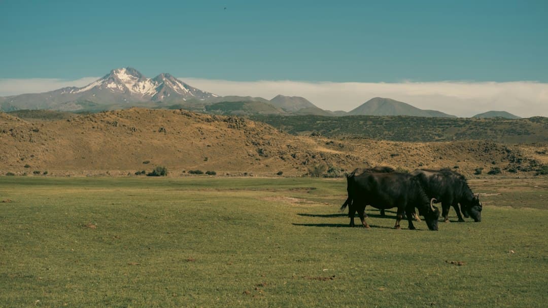 Mastering Spring Pasture Management: Smart Grazing Tips
