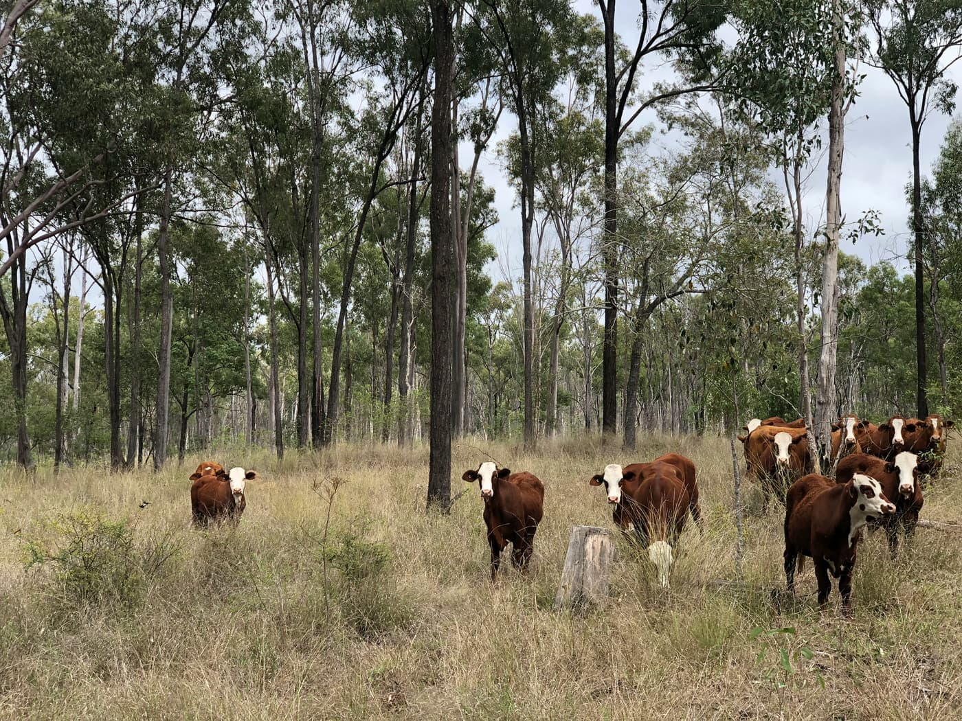Rotational Grazing Explained: A Practical Guide for Graziers