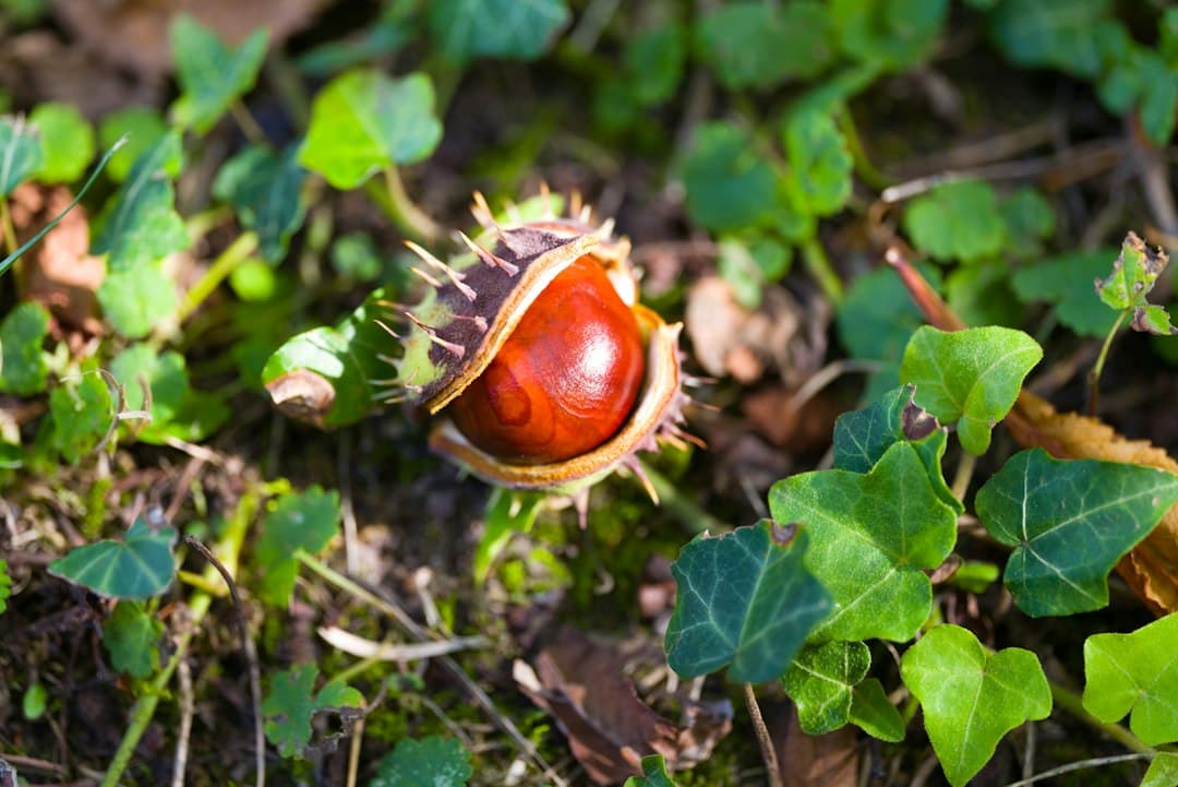 What to Plant in October: Your Spring Vegie Guide