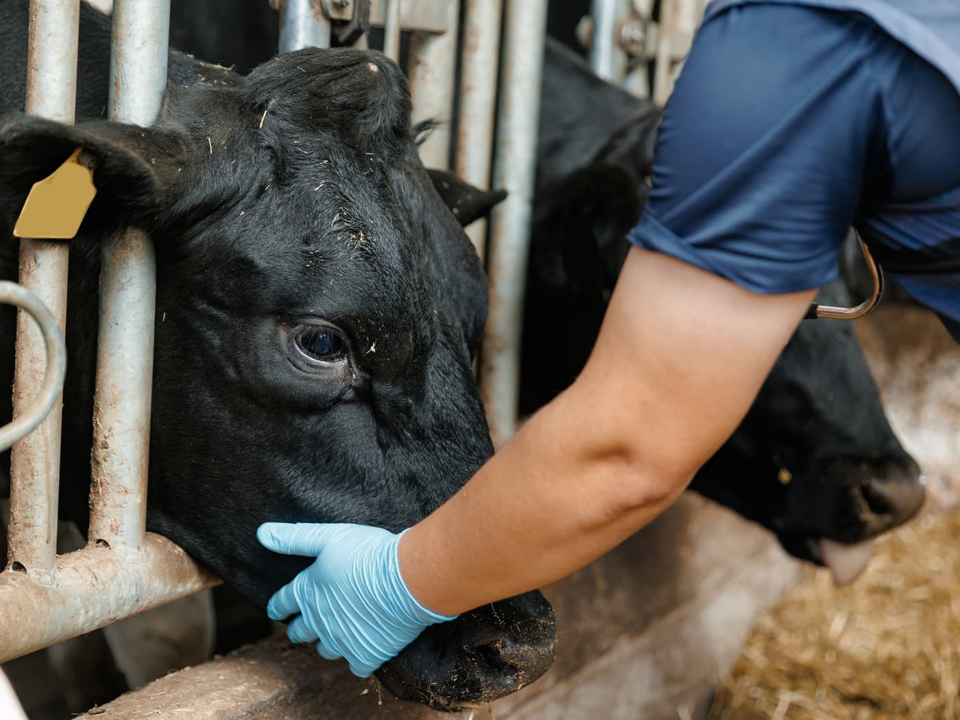 Signs of a Healthy Cow: A Daily Cattle Health Checklist