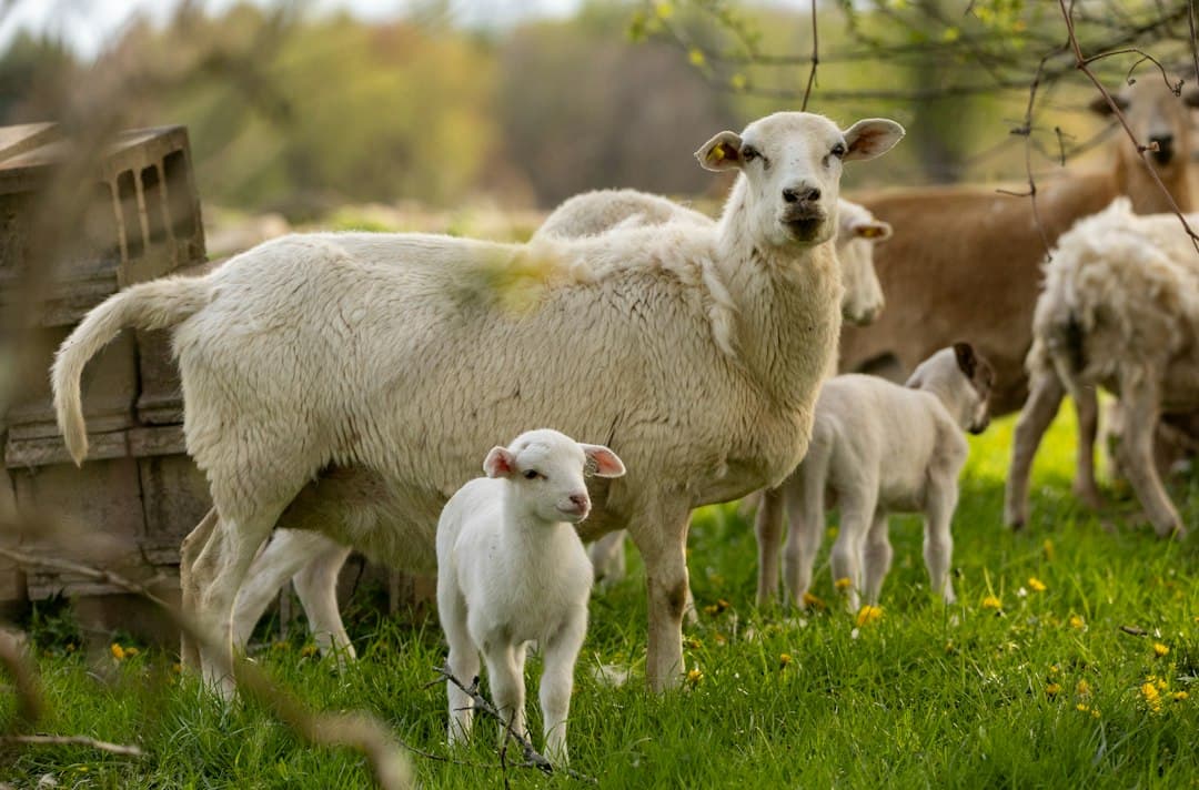 Spring Lambing Checklist: Pasture & Nutrition Tips