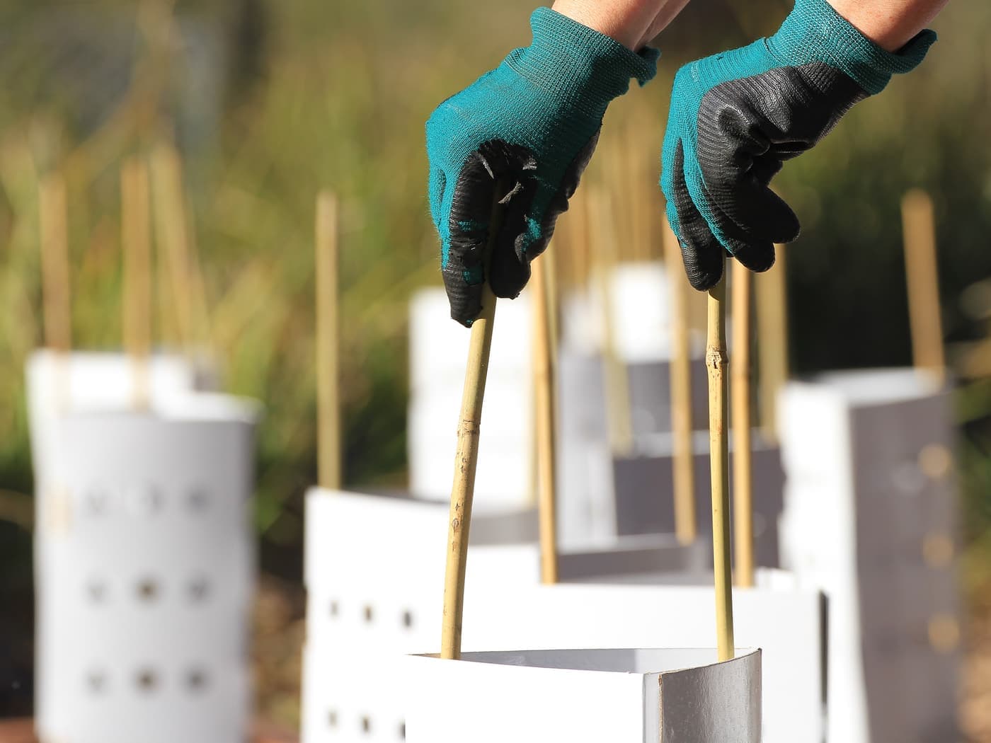 Habitat Restoration on Your Property: Where to Start